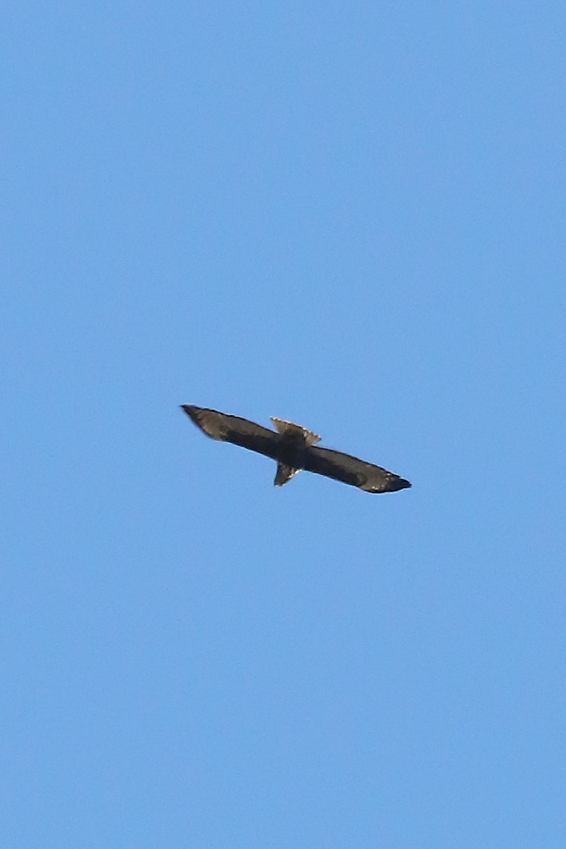 Red-tailed Hawk (Harlan's) - ML615143956