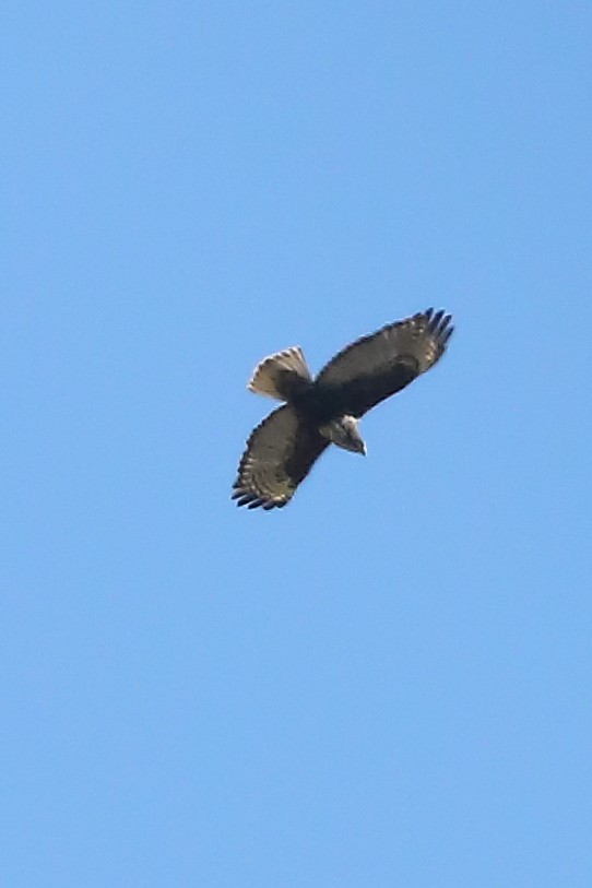 Red-tailed Hawk (Harlan's) - ML615143957