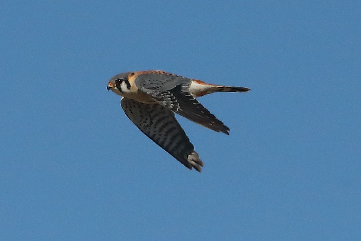 American Kestrel - ML615143964