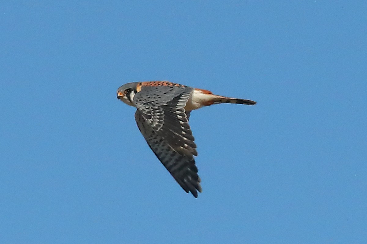 American Kestrel - ML615143965