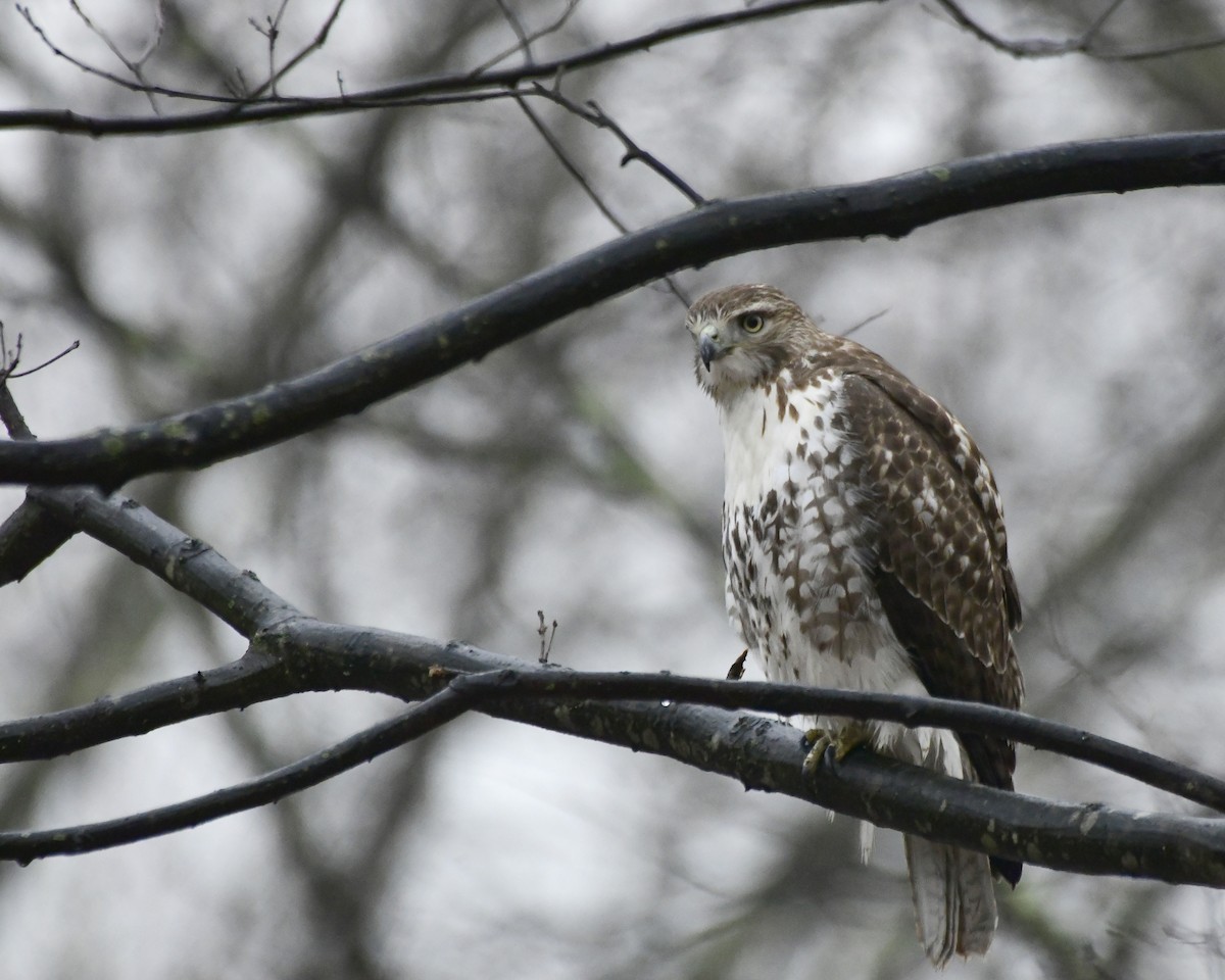 Rotschwanzbussard - ML615143975