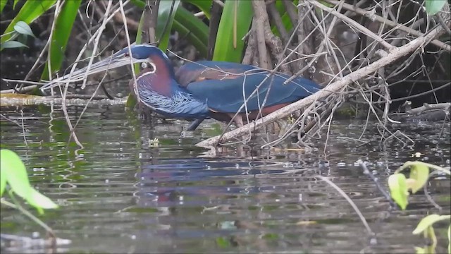 Agami Heron - ML615144009