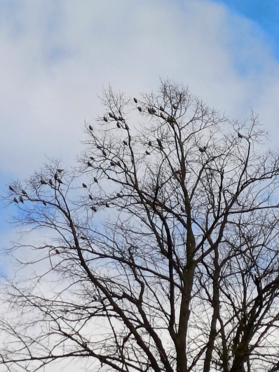 Bohemian Waxwing - ML615144014