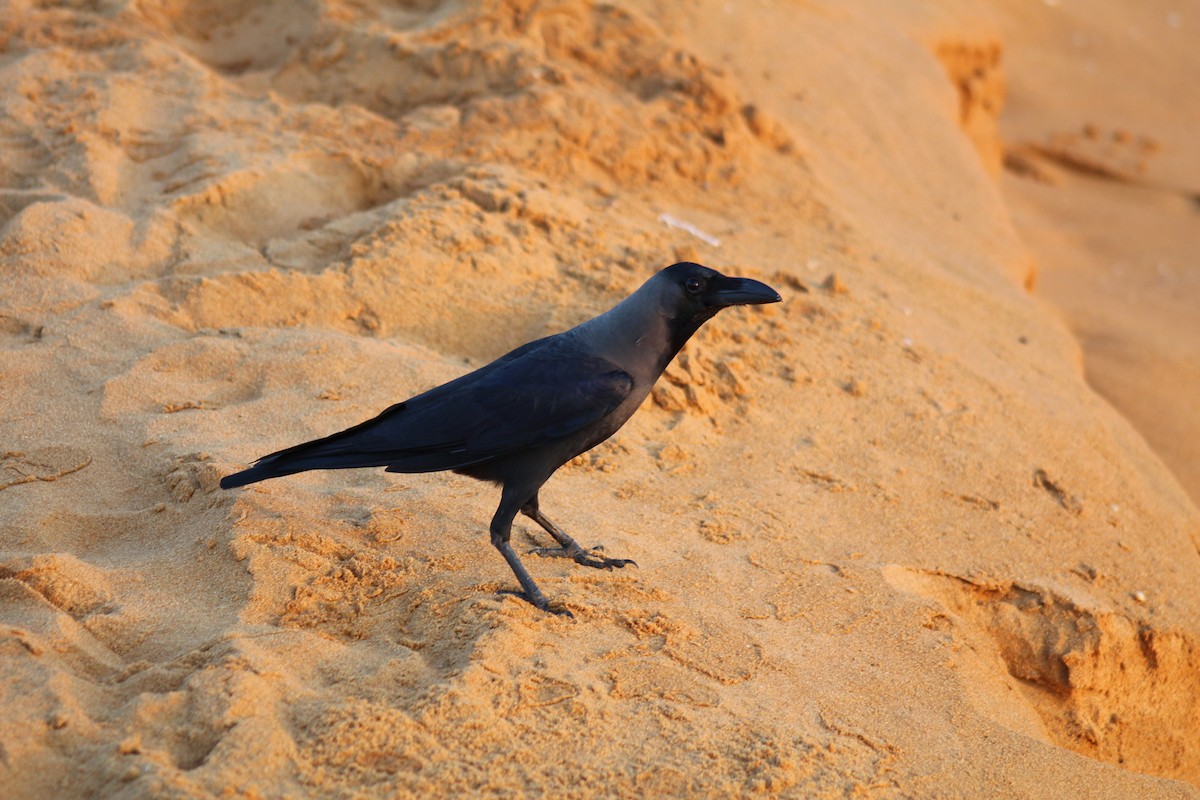 House Crow - ML615144022