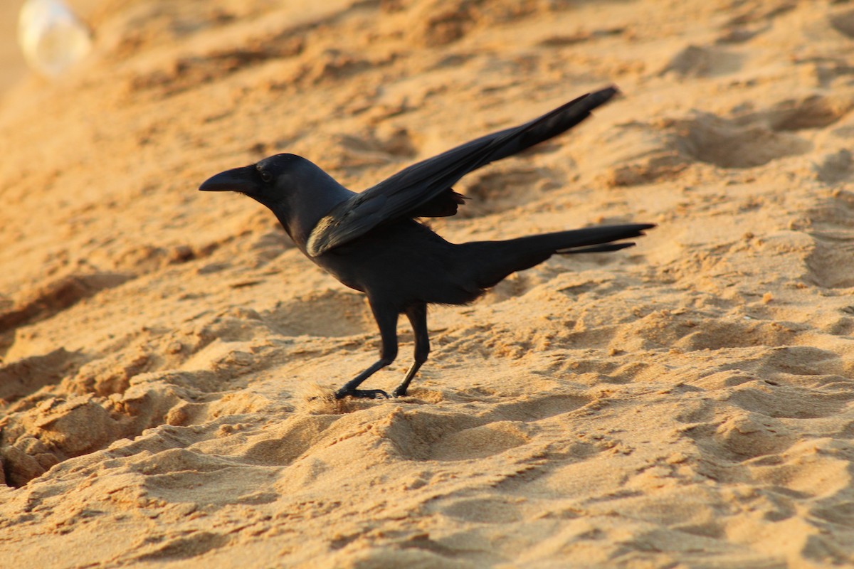 House Crow - ML615144023