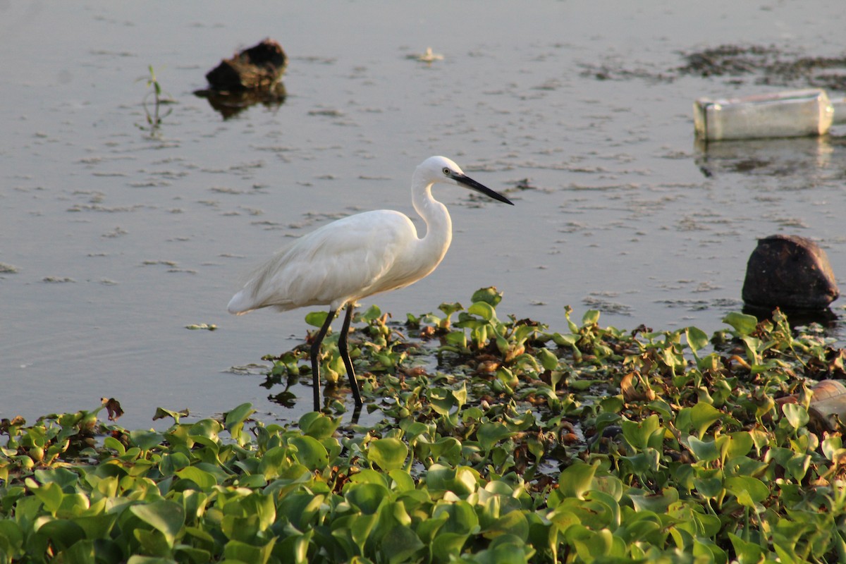 Little Egret - ML615144055