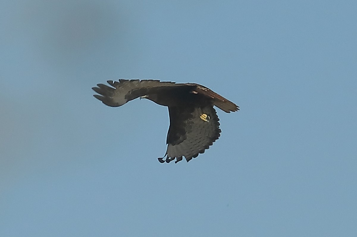 Red-tailed Hawk (calurus/alascensis) - ML615144062