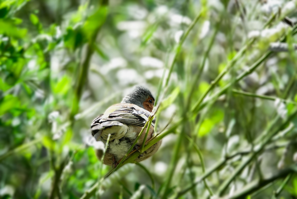 Common Chaffinch - ML615144129