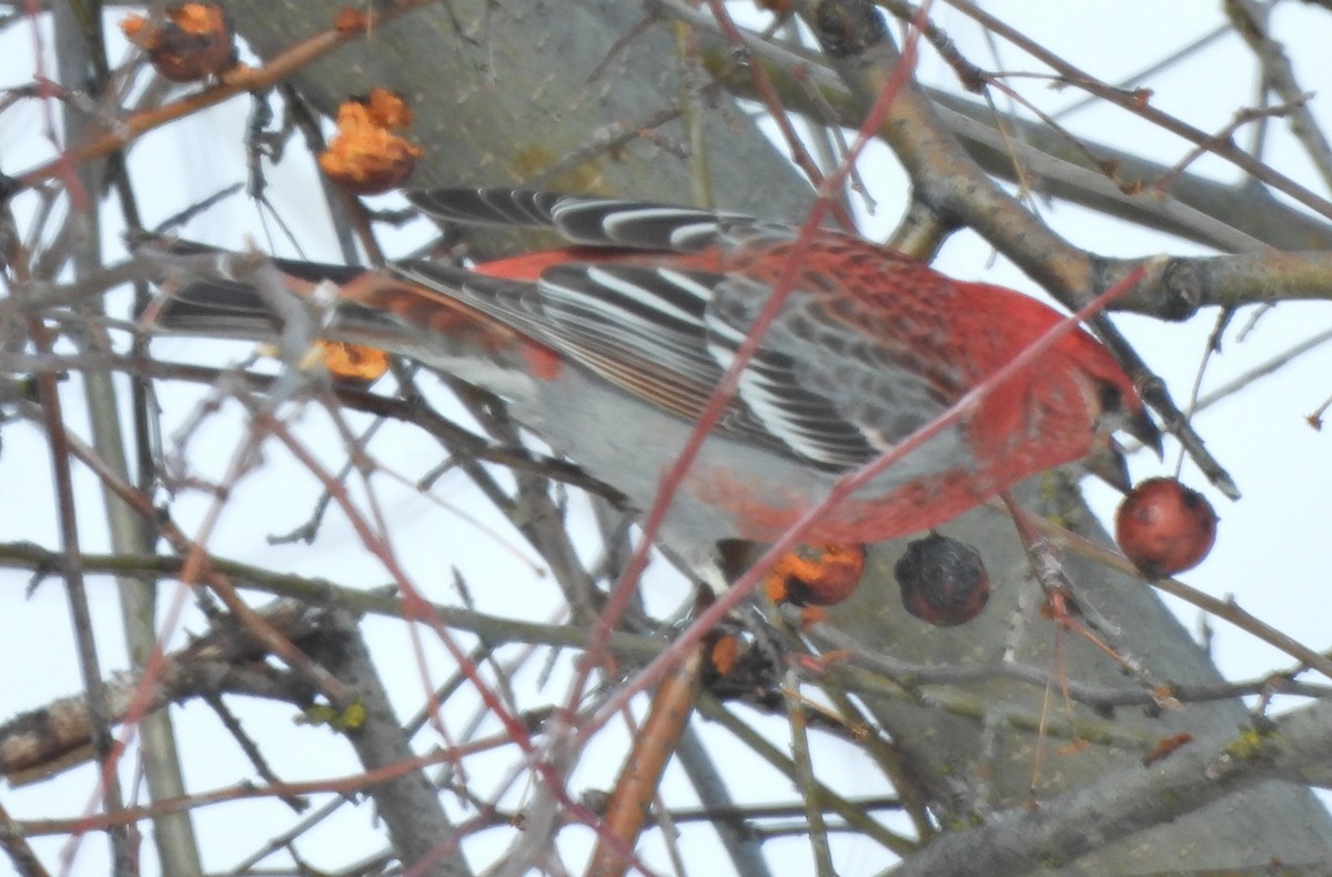 Pine Grosbeak - ML615144139