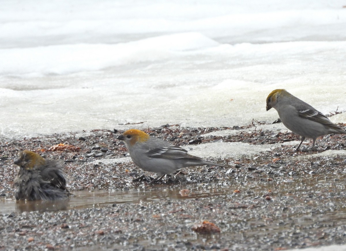 Pine Grosbeak - ML615144141