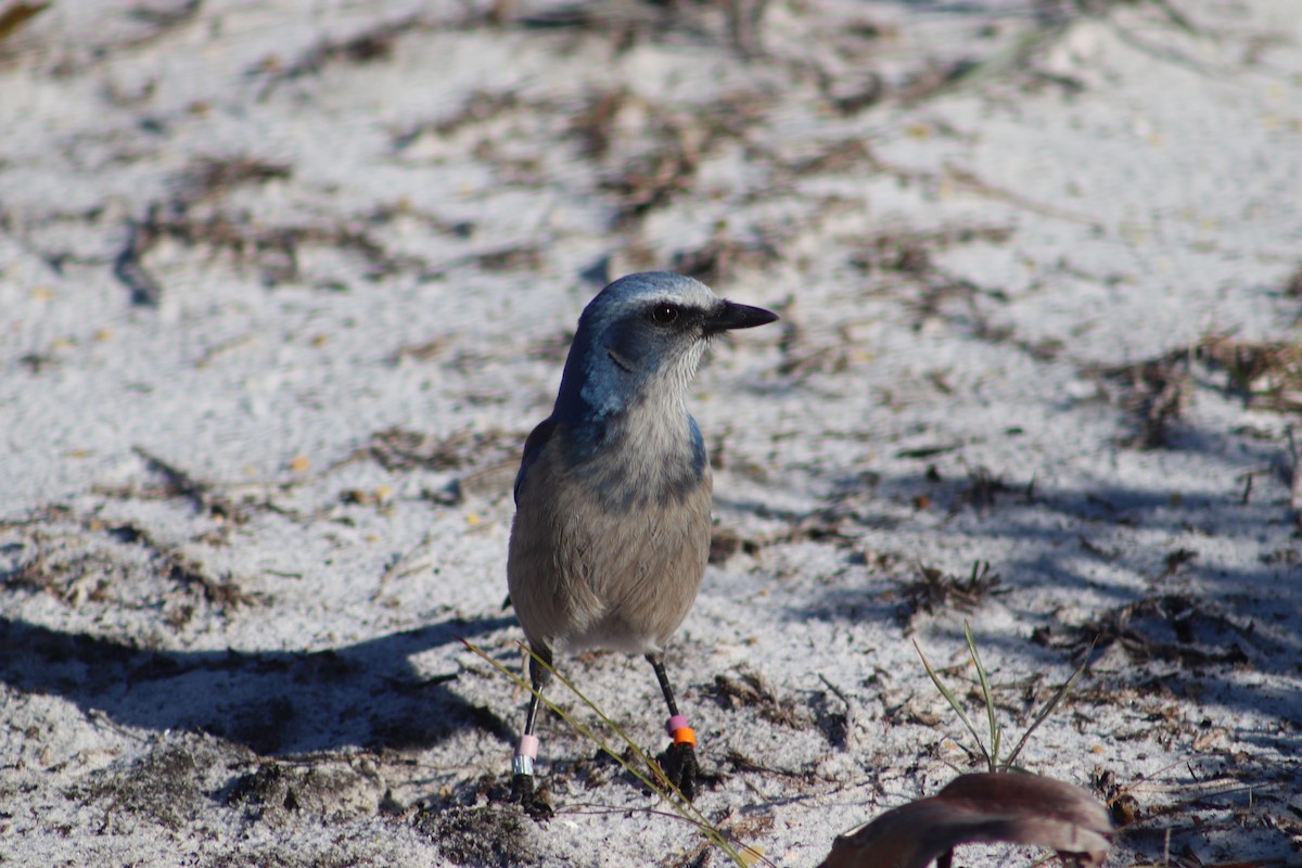 Florida Scrub-Jay - ML615144151