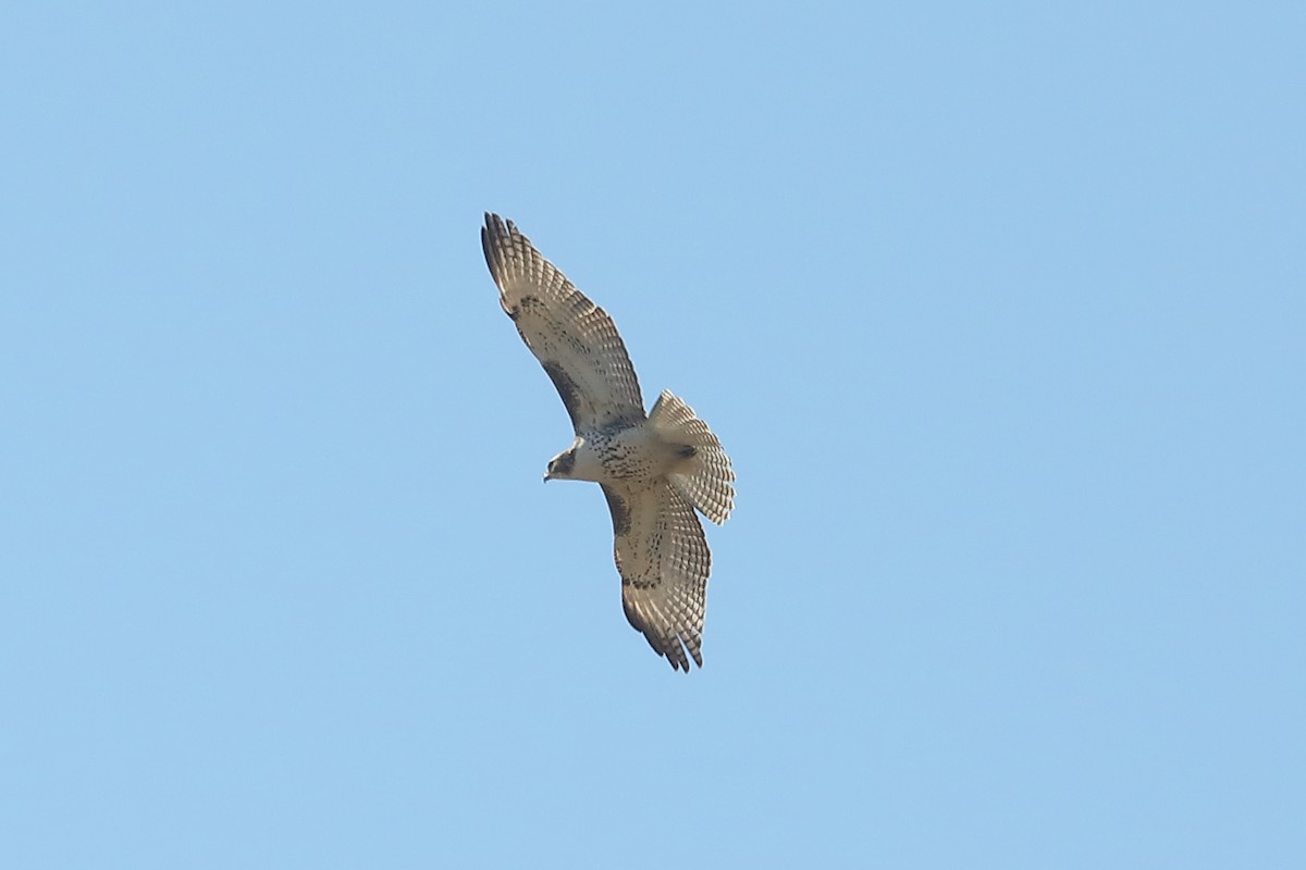 Red-tailed Hawk (borealis) - ML615144172