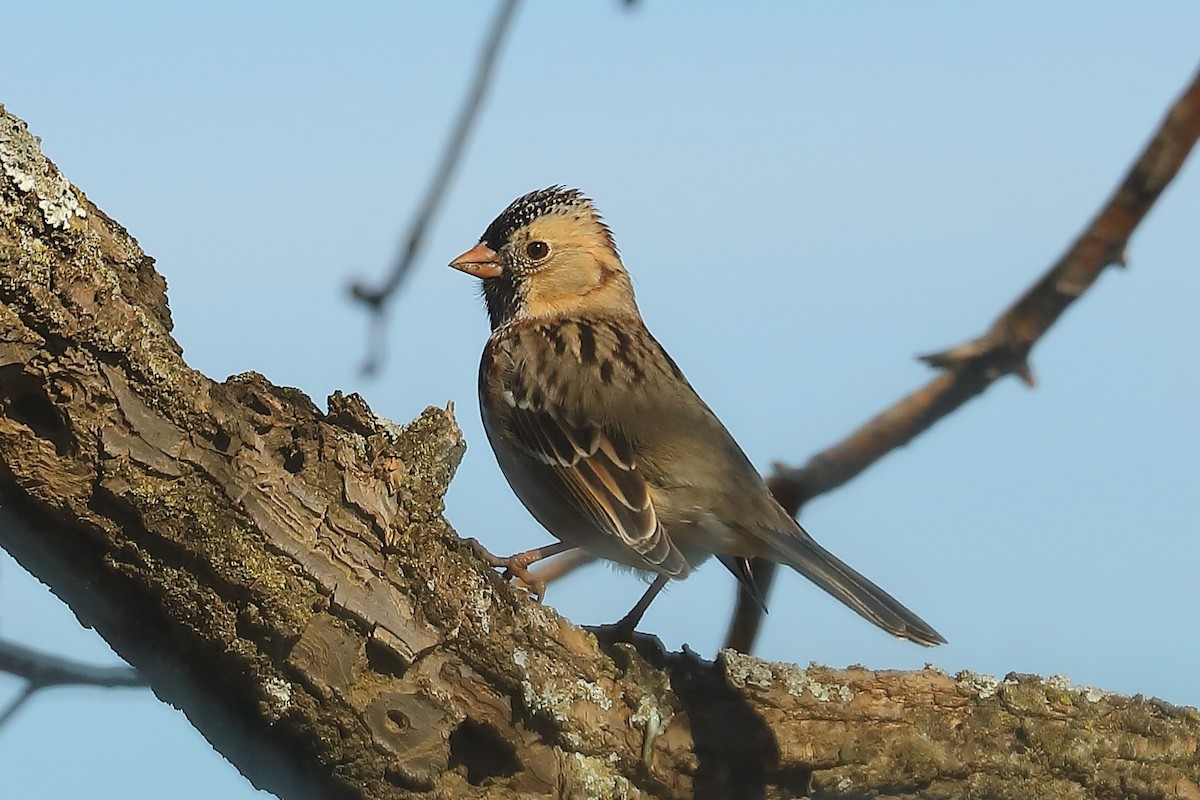 Harris's Sparrow - Jacque Brown