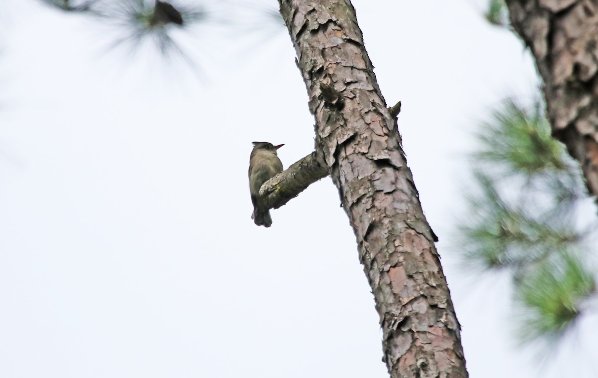 Greater Pewee - ML615144248