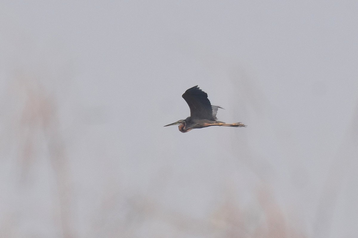 Purple Heron - Lukasz Pulawski