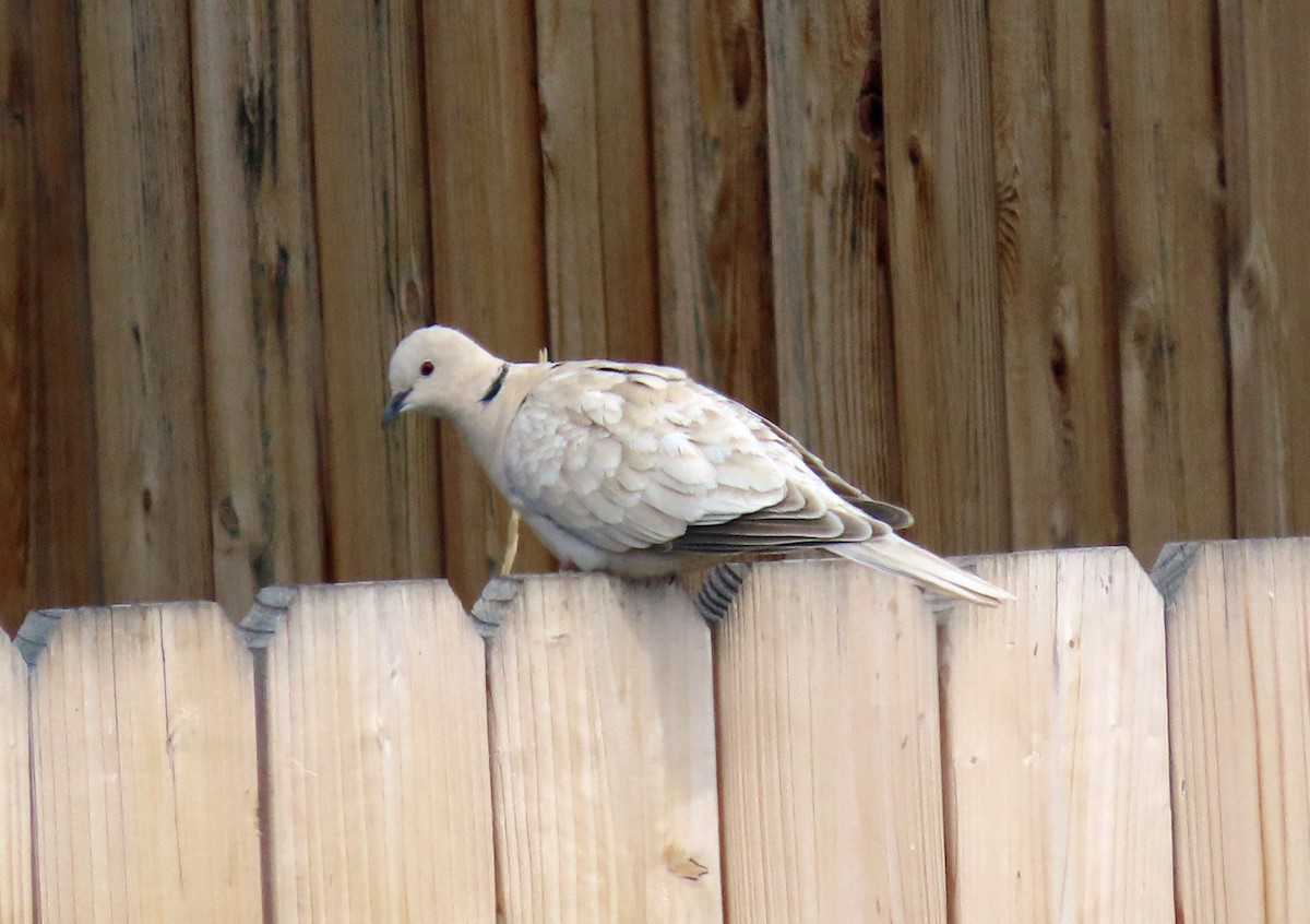 Eurasian Collared-Dove - JoAnn Potter Riggle 🦤