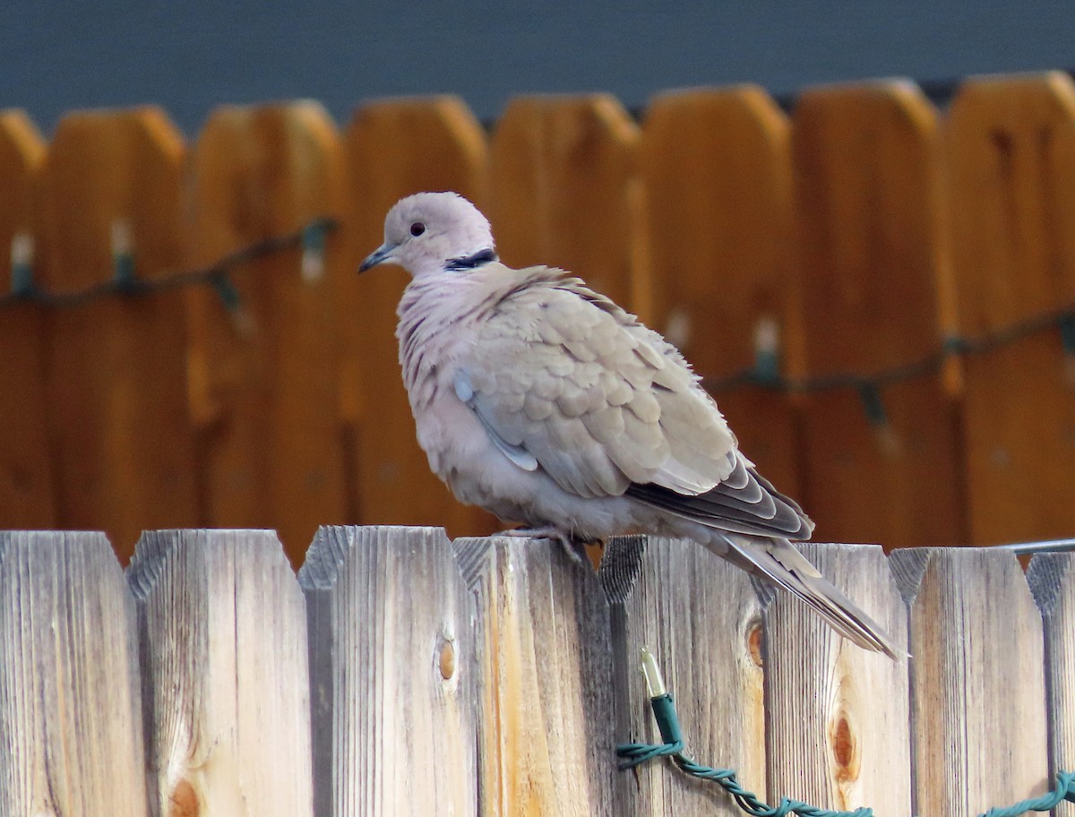 Eurasian Collared-Dove - ML615144312