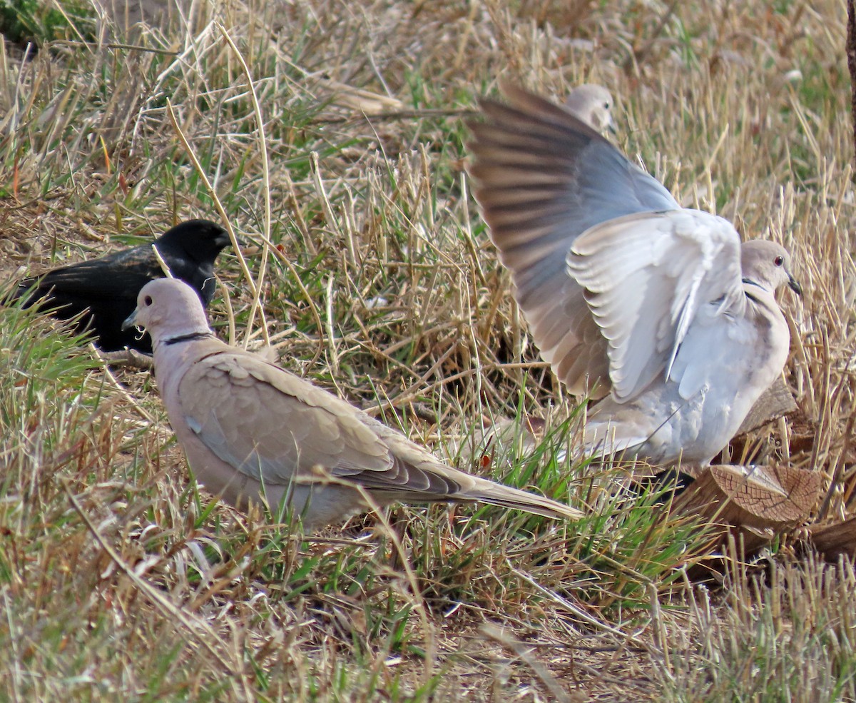 Eurasian Collared-Dove - ML615144313