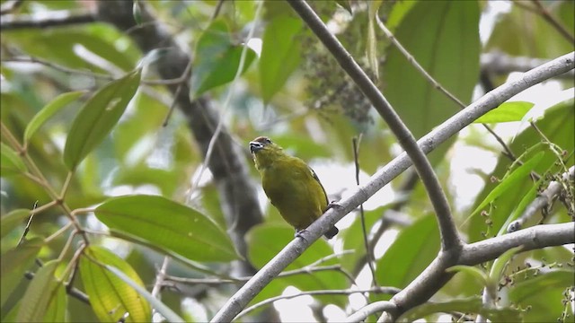 Olive-backed Euphonia - ML615144324