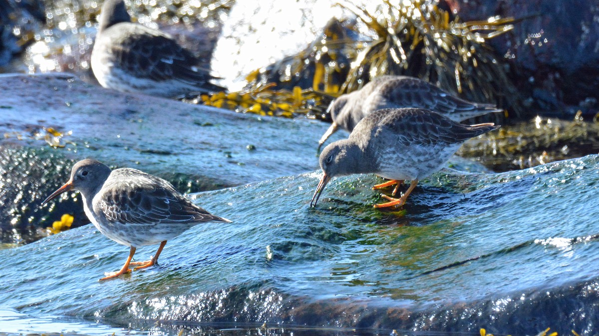 Purple Sandpiper - Michael J Good