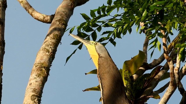 Bare-throated Tiger-Heron - ML615144330