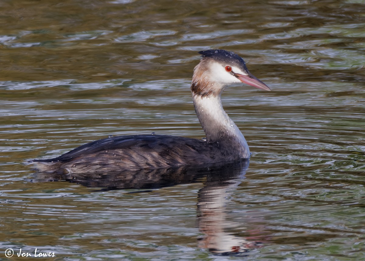 Great Crested Grebe - ML615144383