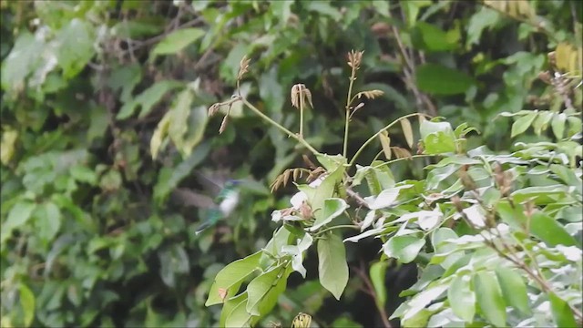 Purple-crowned Fairy - ML615144424