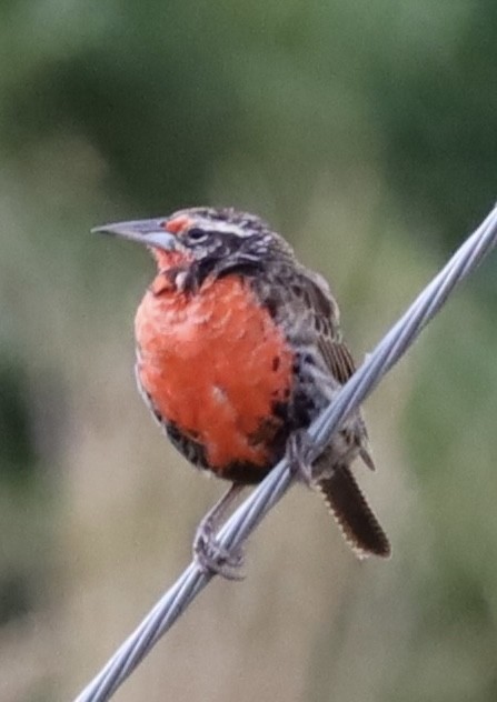 Long-tailed Meadowlark - ML615144496