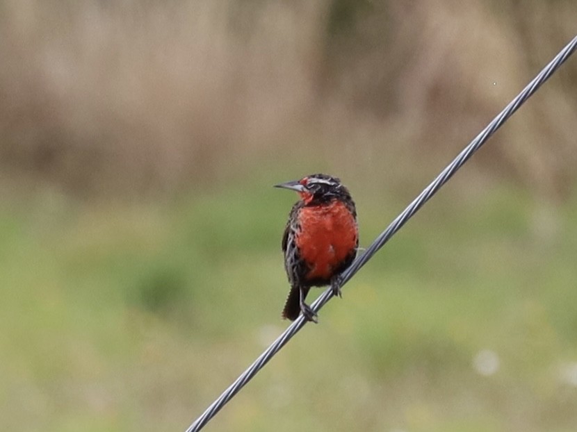 Long-tailed Meadowlark - ML615144497