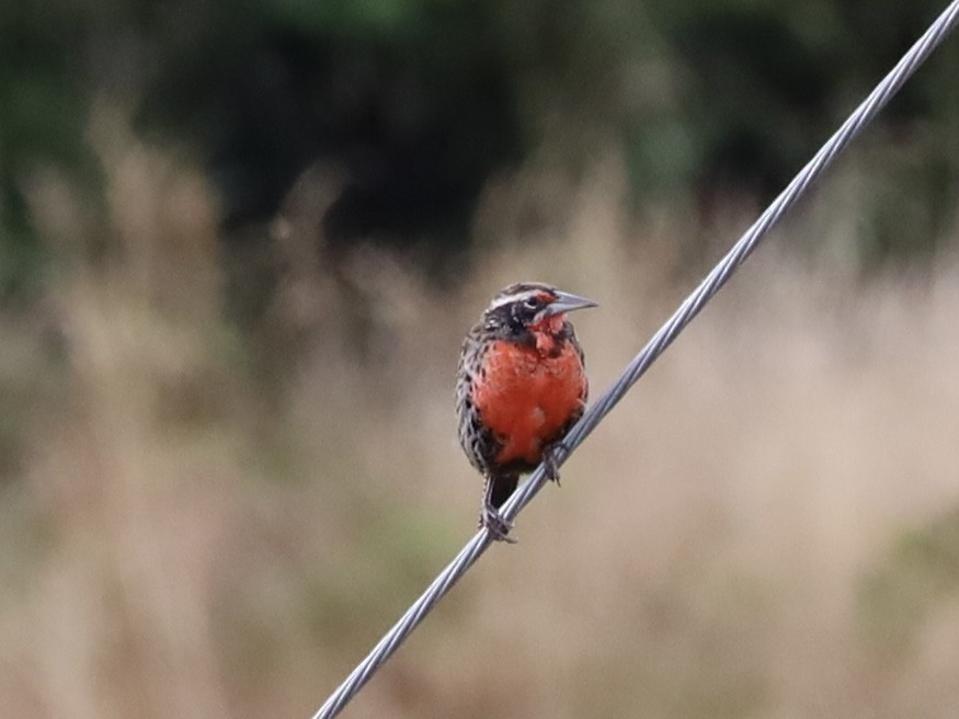 Long-tailed Meadowlark - ML615144498