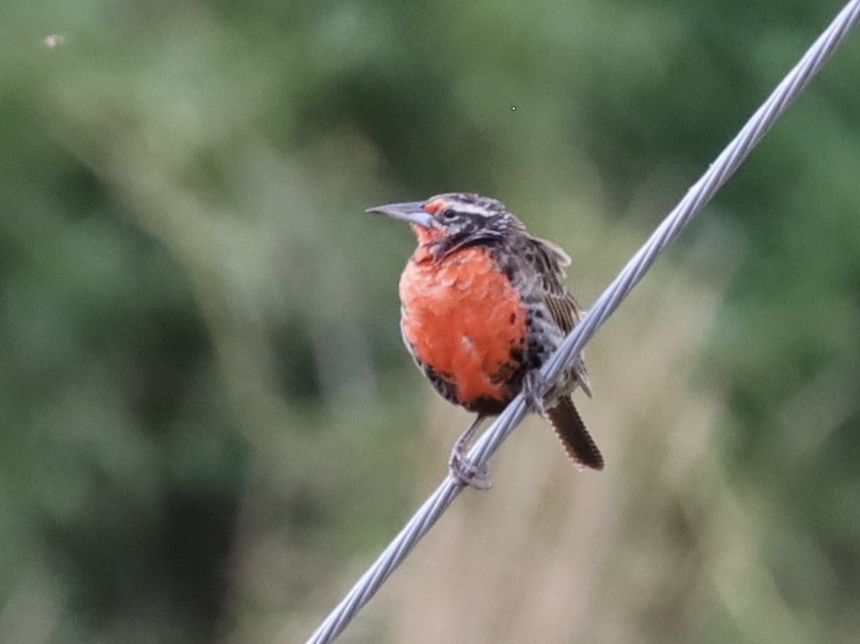 Long-tailed Meadowlark - ML615144499