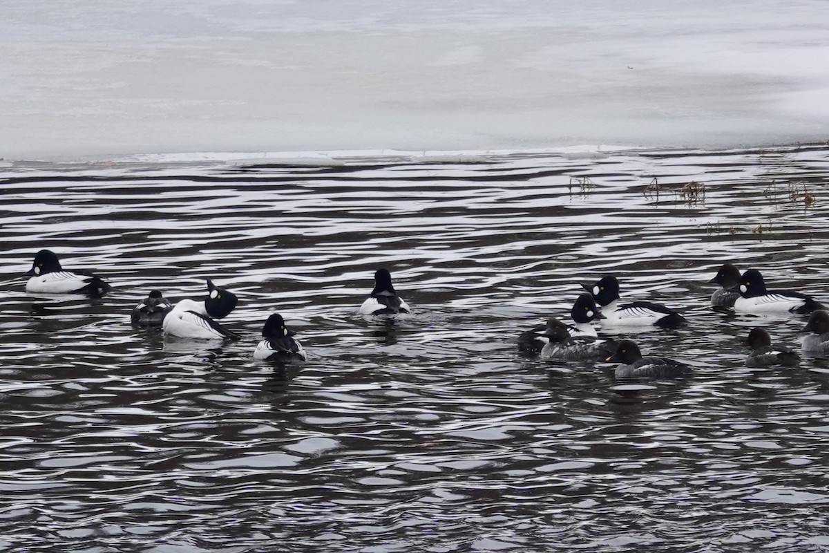 Common Goldeneye - ML615144500