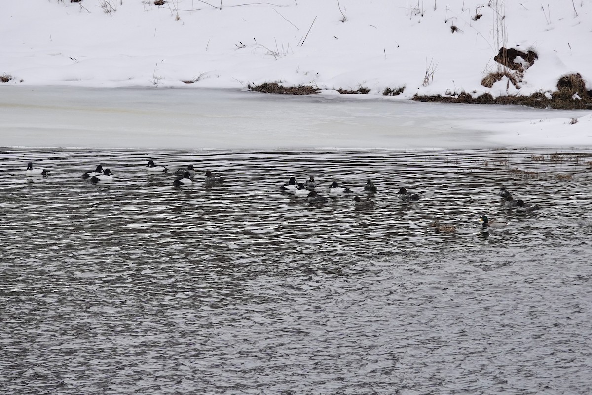 Common Goldeneye - ML615144501