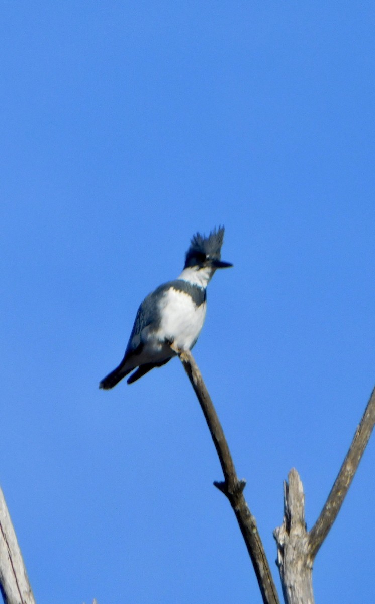 Belted Kingfisher - ML615144505