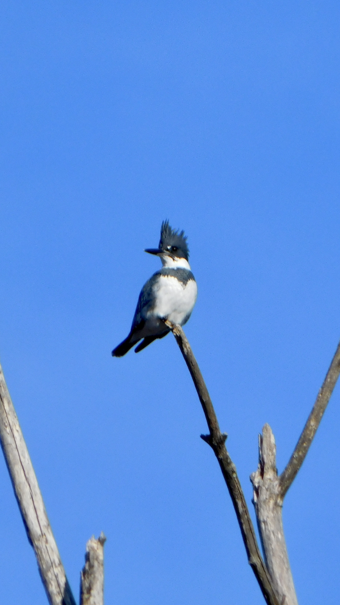 Belted Kingfisher - ML615144506