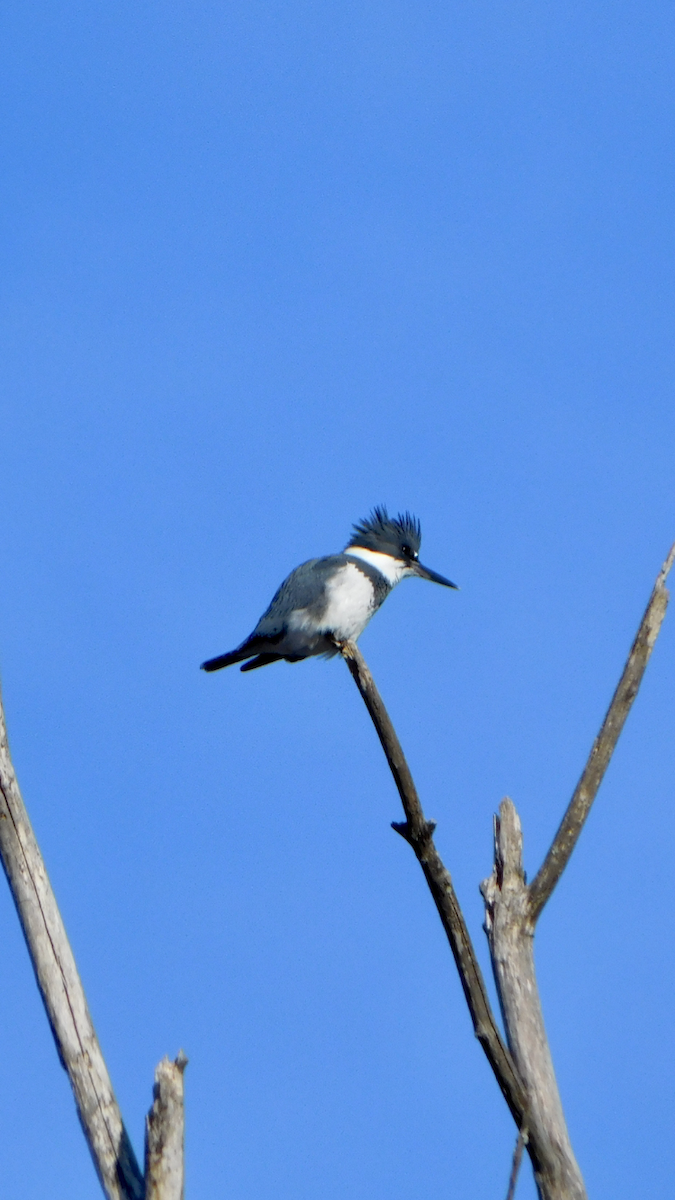 Belted Kingfisher - ML615144507