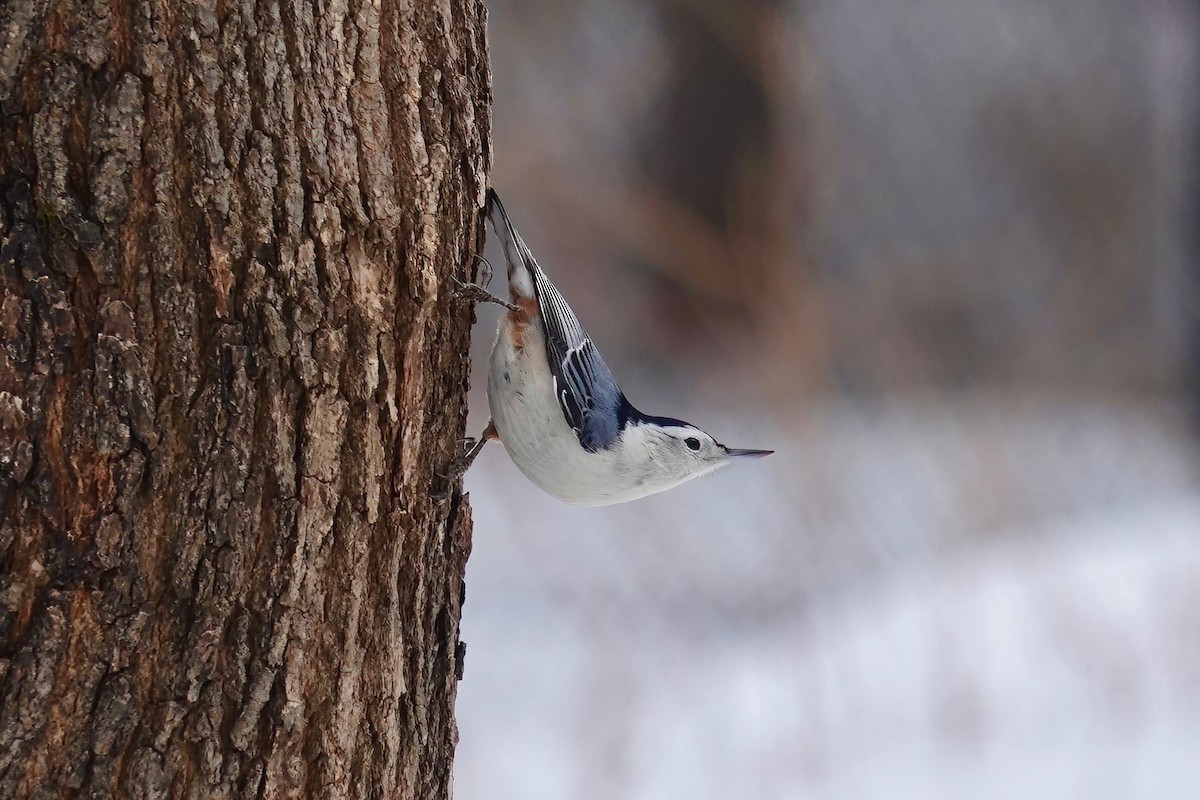 White-breasted Nuthatch - Carol Speck