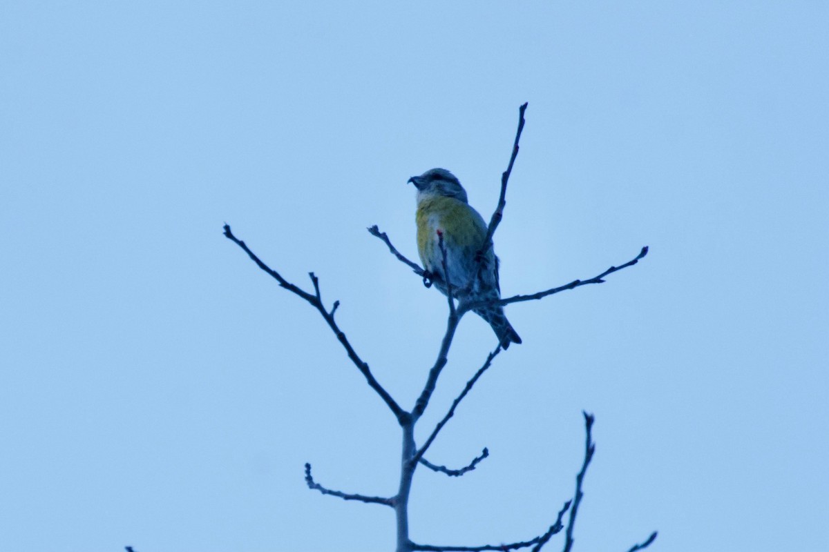 Red Crossbill - Marge Pestka