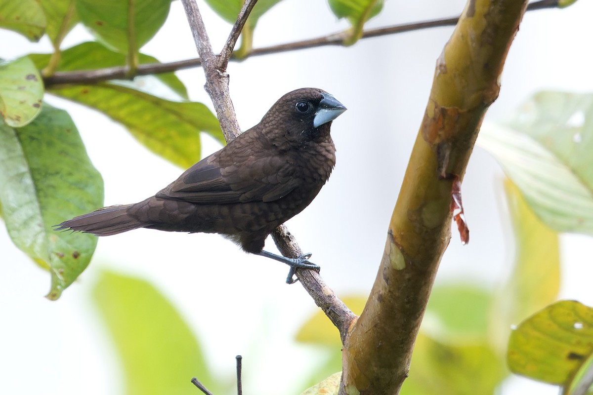 Dusky Munia - Martjan Lammertink