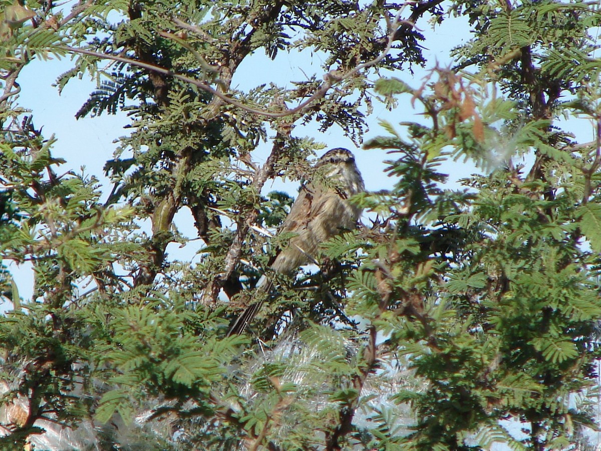 Plain-mantled Tit-Spinetail - ML615144604