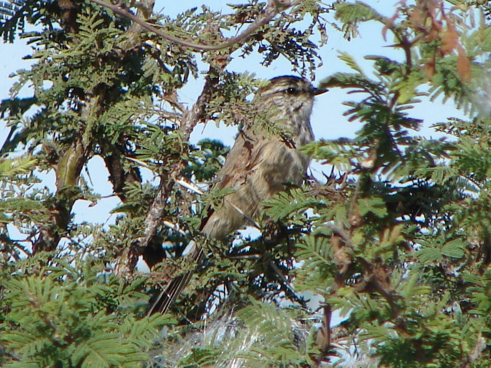 Plain-mantled Tit-Spinetail - ML615144635