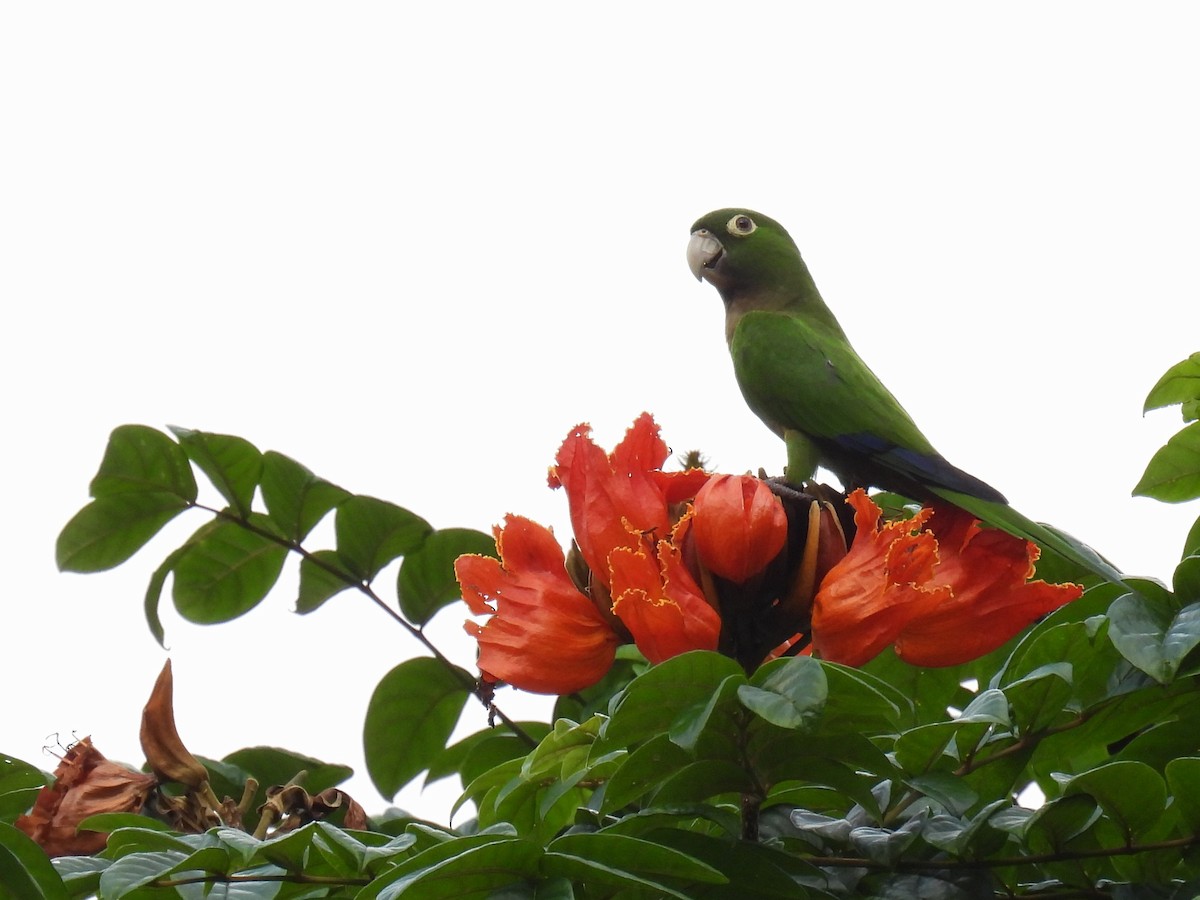 Olive-throated Parakeet (Jamaican) - ML615144642