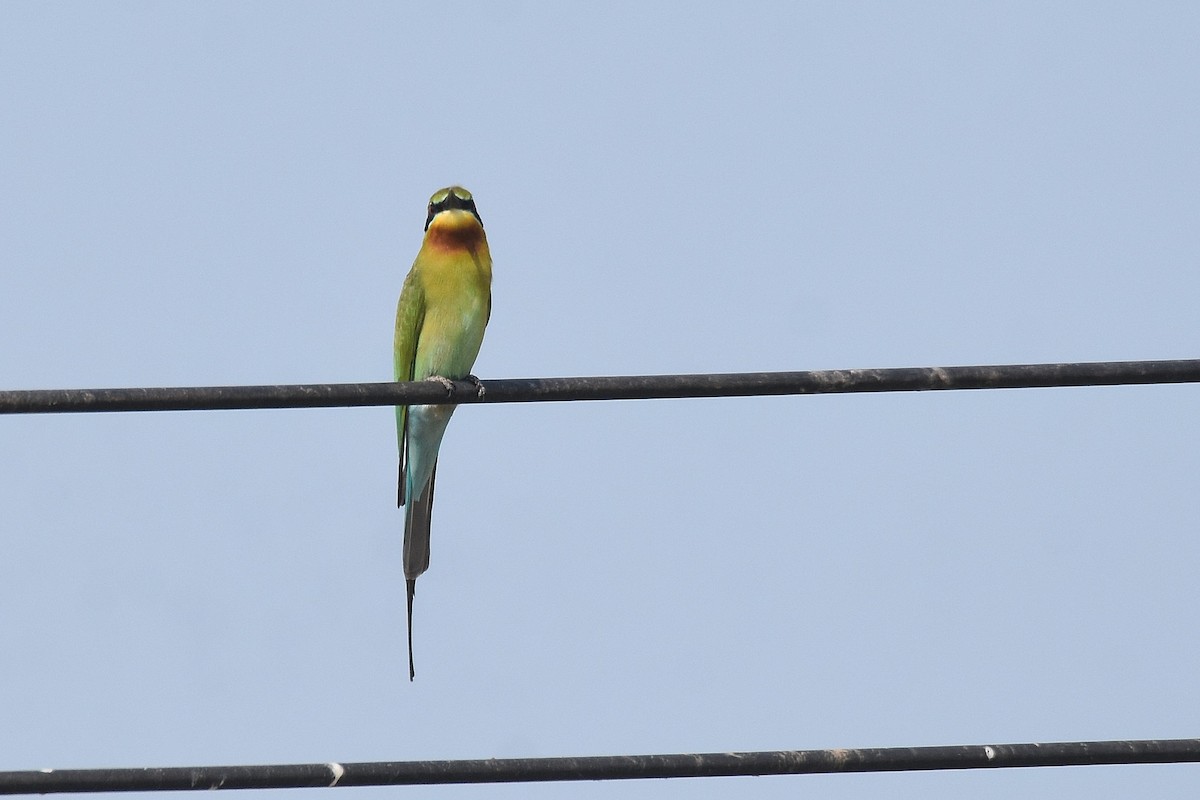 Blue-tailed Bee-eater - ML615144659