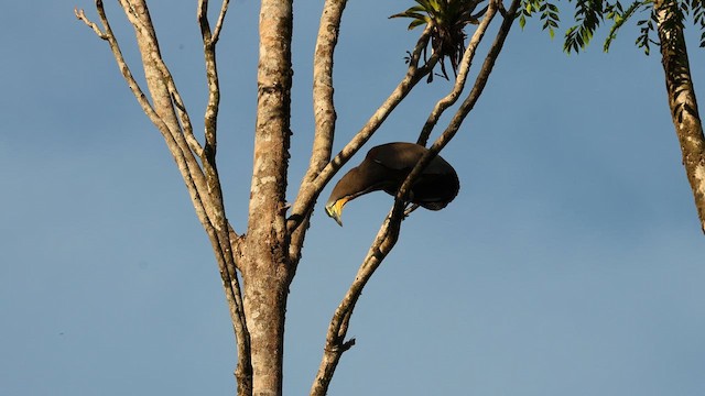 Bare-throated Tiger-Heron - ML615144664