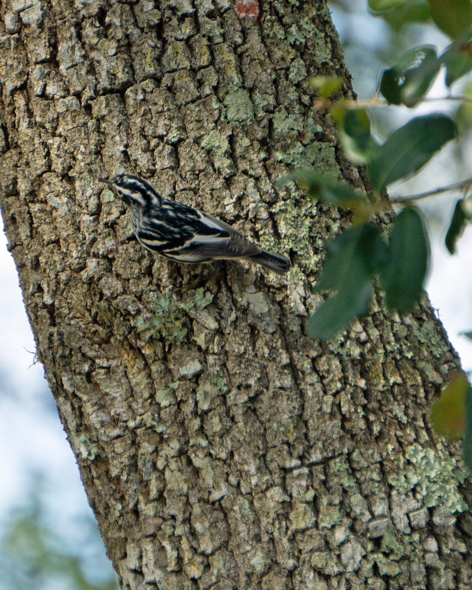 Black-and-white Warbler - ML615144756