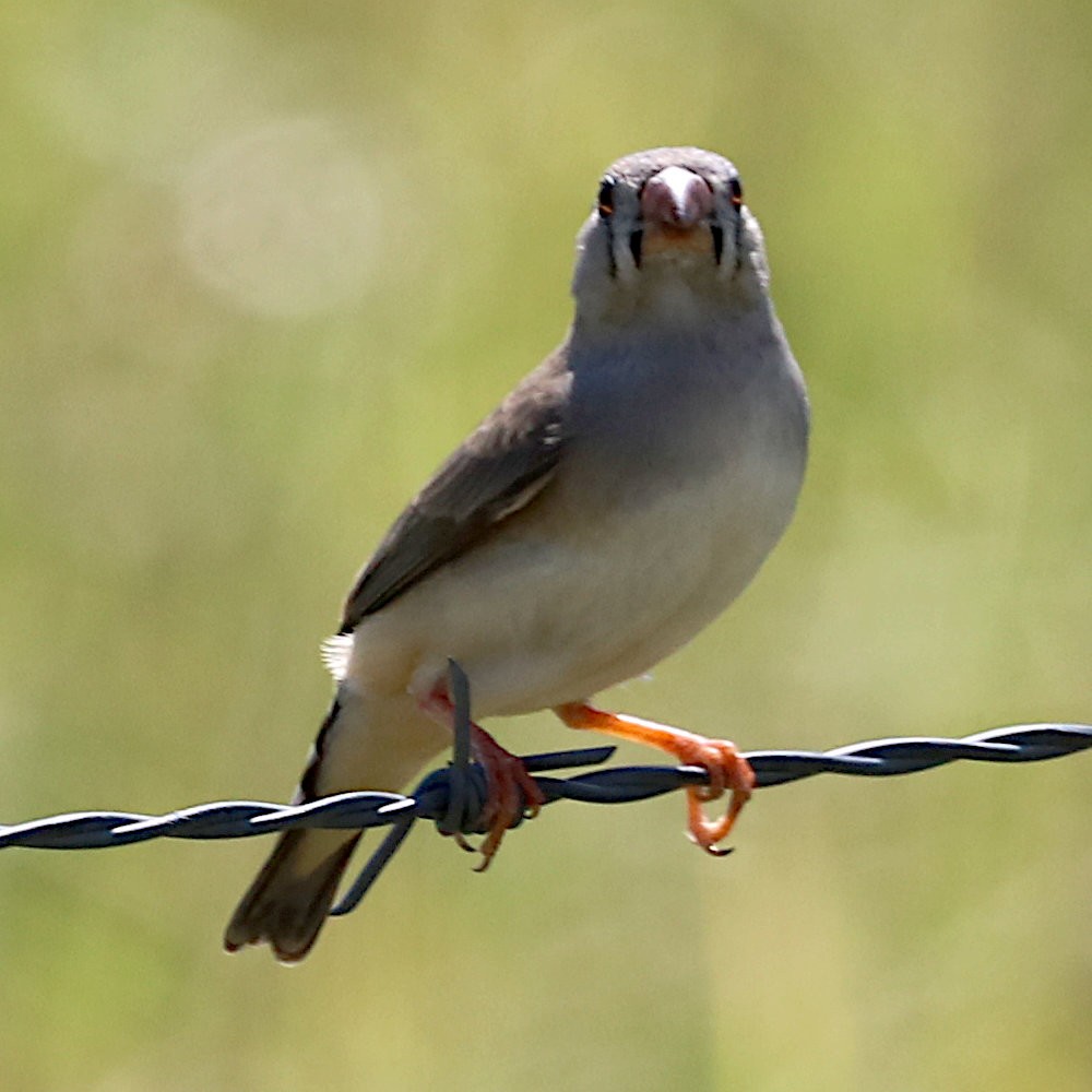 Zebra Finch (Australian) - ML615144797