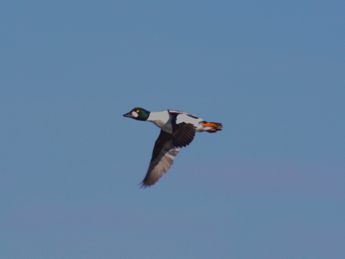 Common Goldeneye - ML615144907