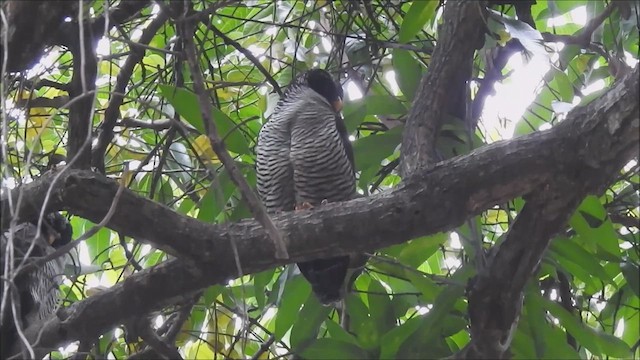 Black-and-white Owl - ML615144931