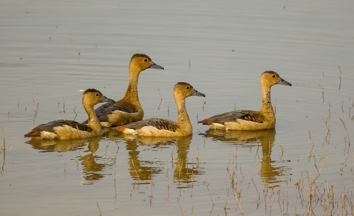 Lesser Whistling-Duck - ML615144939