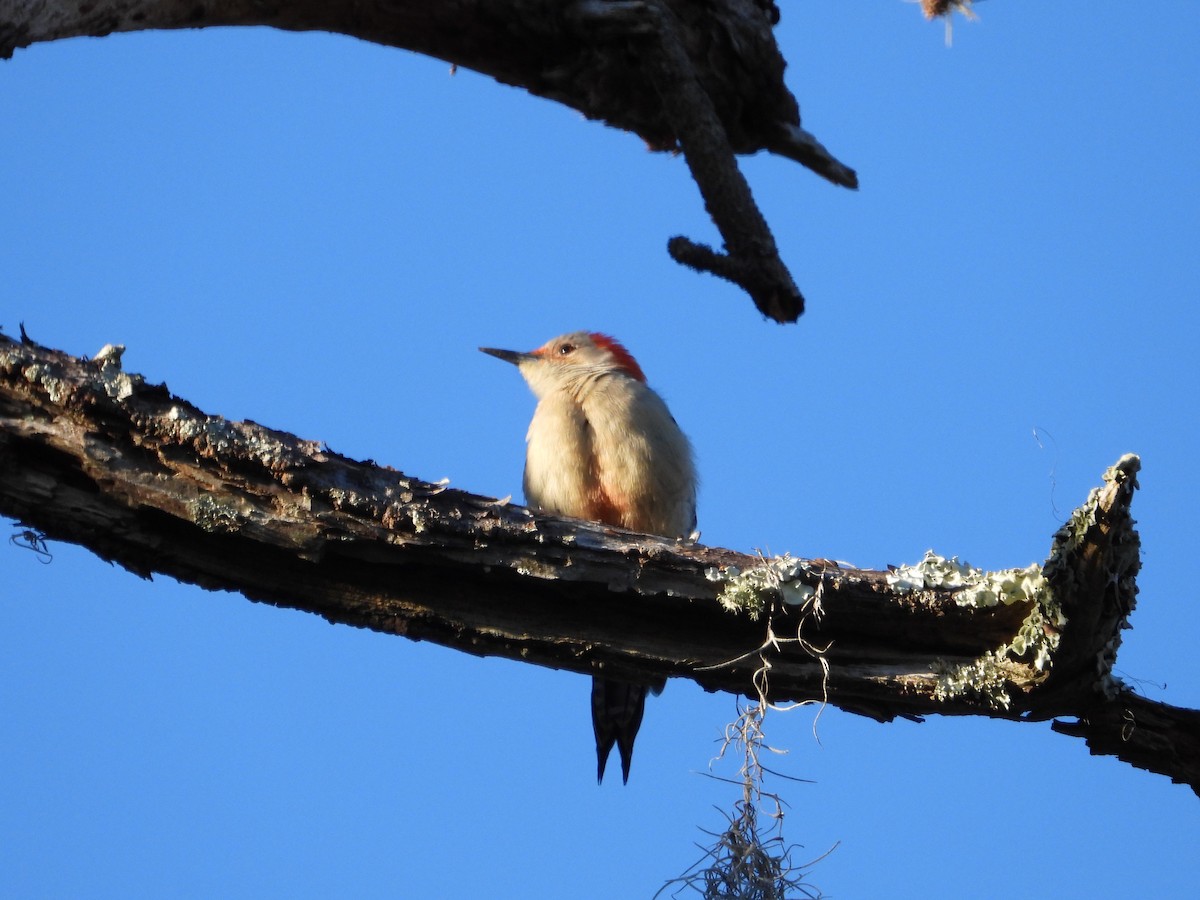 Red-bellied Woodpecker - ML615144949